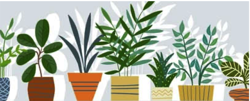 Illustration of plants in pots all in a line.